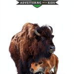 Yellowstone Travel Guide Kindle eBook Family by Mountaineers Books-0